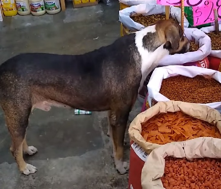 cane randagio richiesta mercante