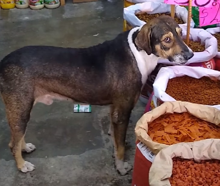 cane randagio messico ricerca cibo