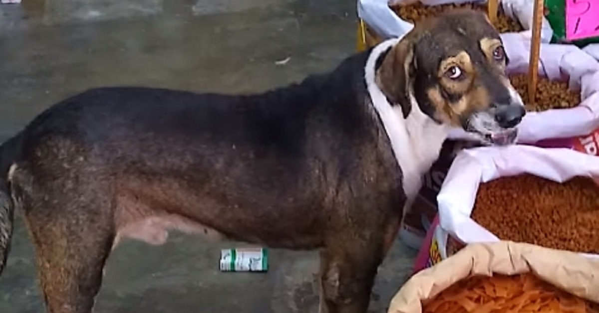 Cane randagio si avvicina al mercante per chiedere del cibo (VIDEO)