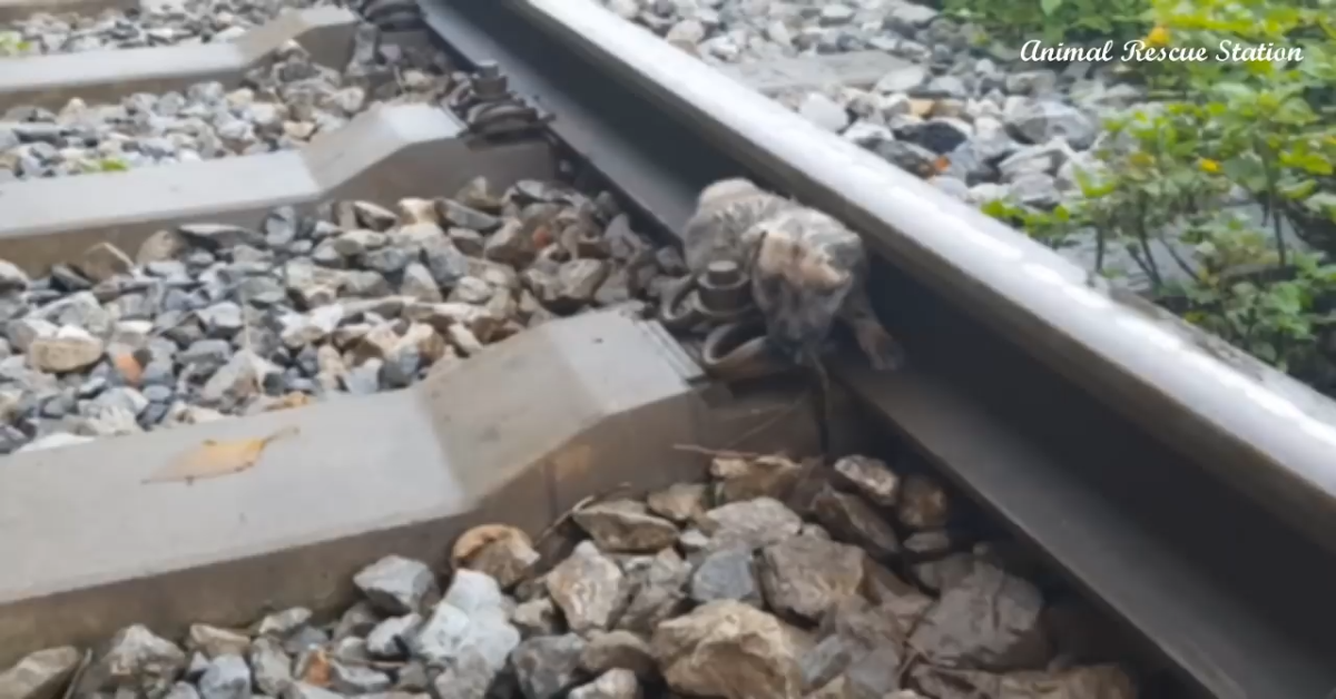 Cucciolo di cane salvato dai binari da un uomo coraggioso(VIDEO)