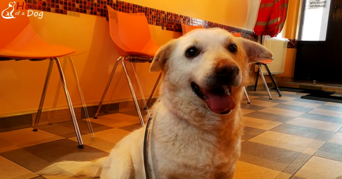 Cane salvato dal freddo e dai binari adesso è felice(VIDEO)