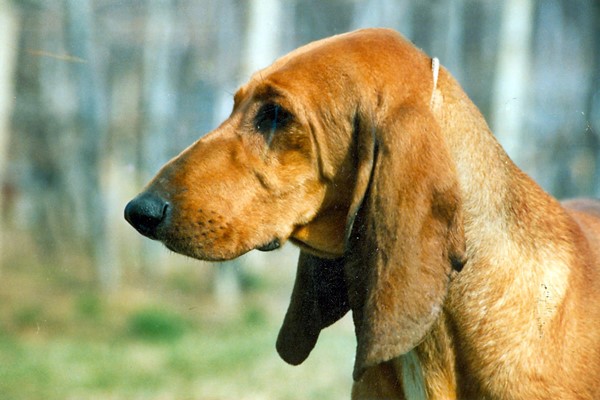 cane con il tartufo molto grande