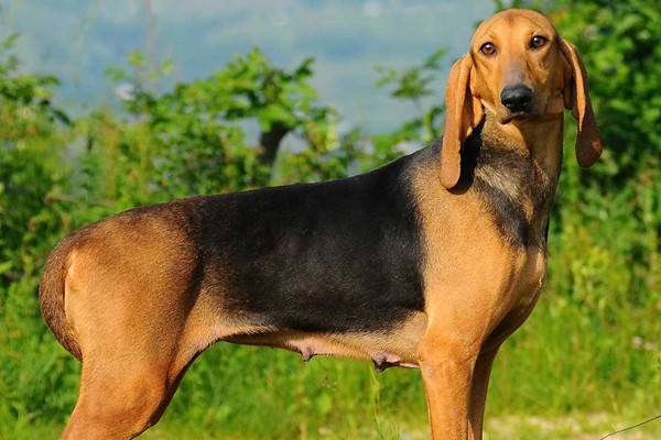 cane con il mantello focato