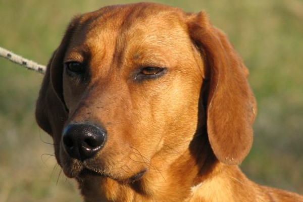 sguardo serio del cane