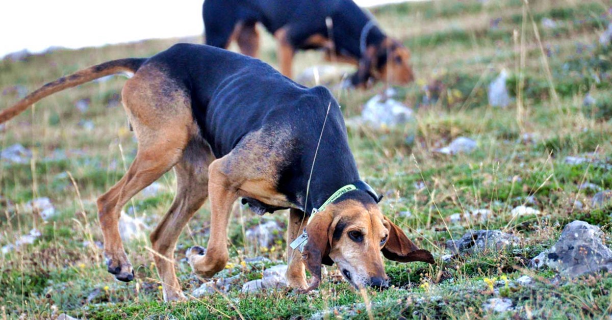 Cane segugio italiano, come sceglierlo e quali sono le caratteristiche delle razze