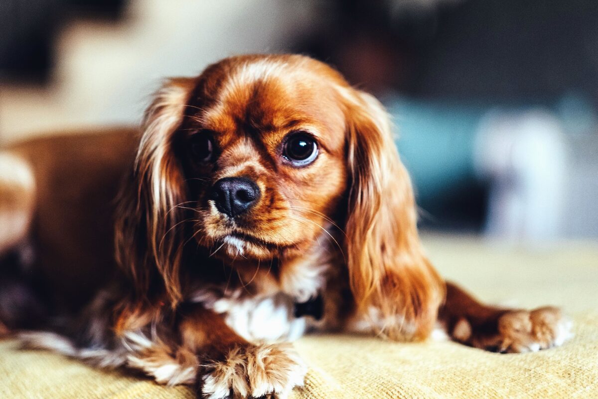 cane con pelo lungo e lucente