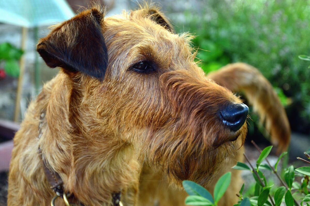 cane da caccia che punta qualcosa