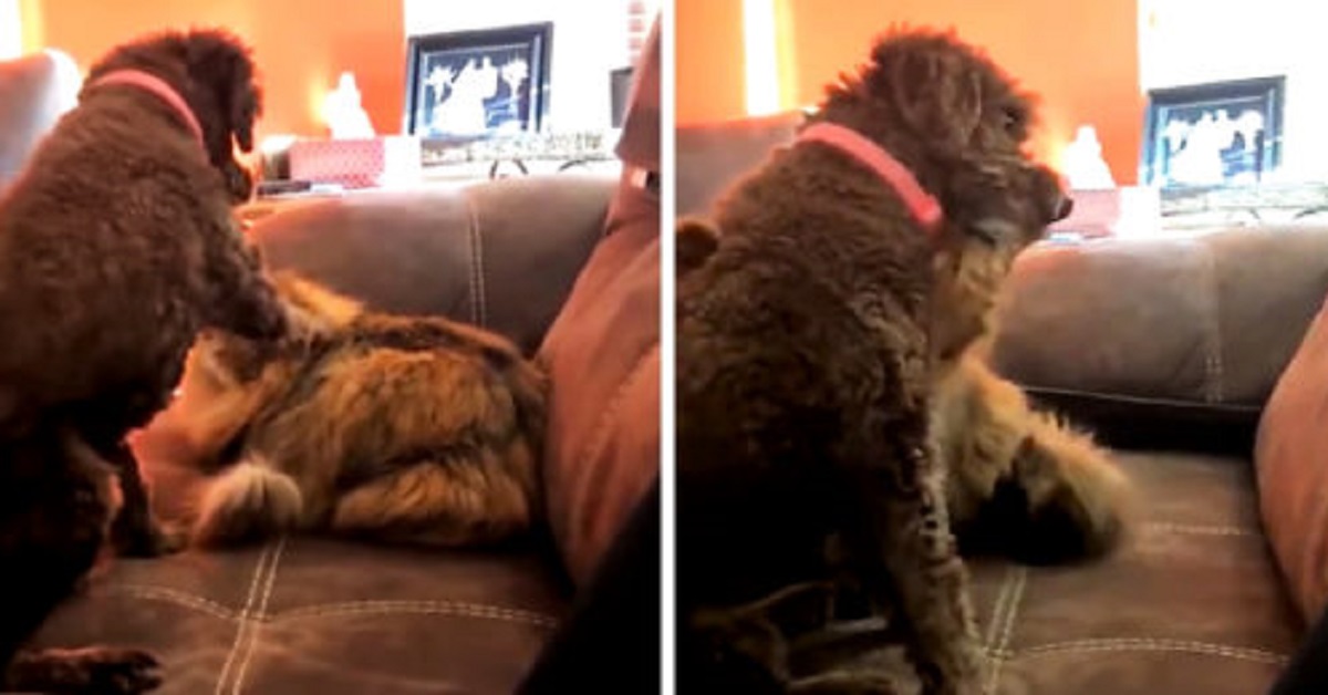 Cane sveglia il gattino accanto a lui, il felino lo abbraccia (VIDEO)