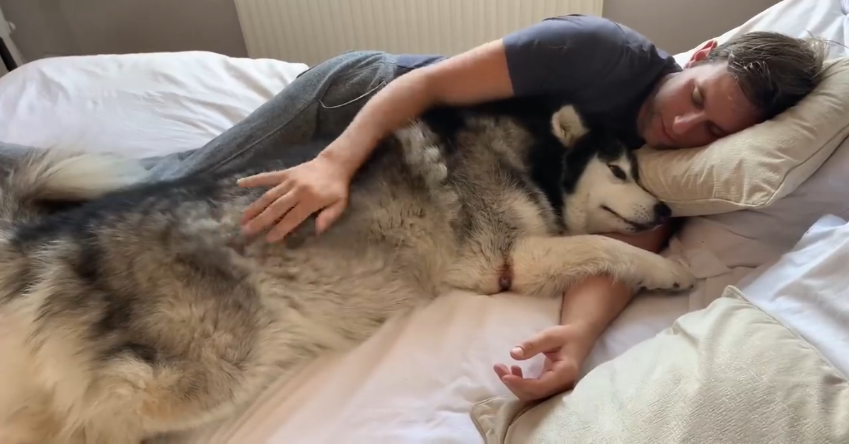 Cane vuole le coccole del suo padrone e insieme si rilassano (VIDEO)