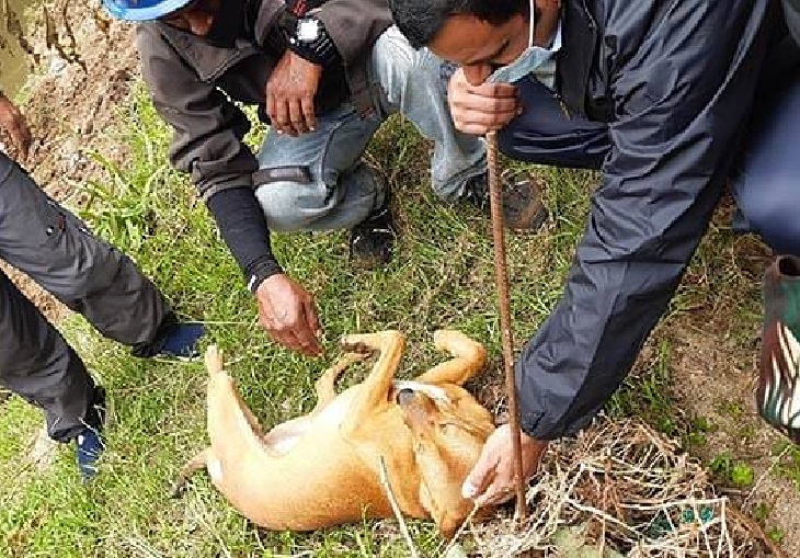 koovi cane fratello adozione