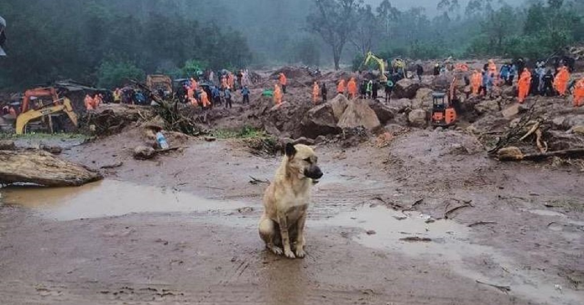 Cani cercano disperatamente il loro proprietario dopo una frana (VIDEO)