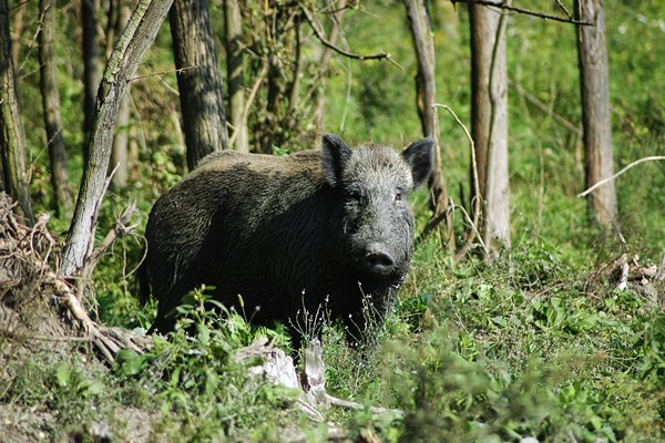 caccia al cinghiale