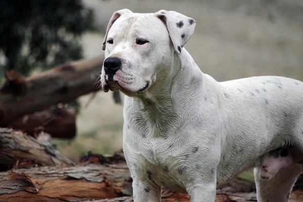 dogo argentino bianco con macchie nere