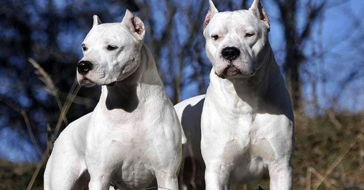 due cani di razza dogo argentino