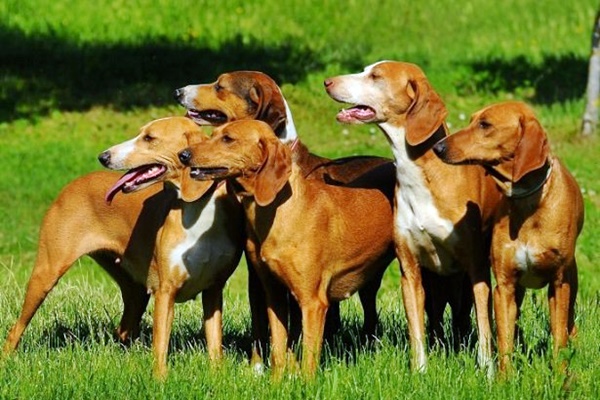 gruppo di segugi dell'appennino