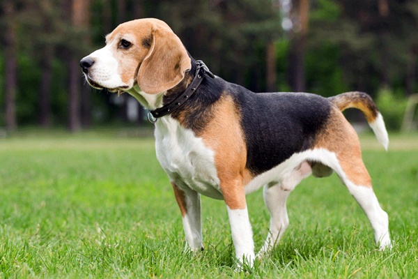 esemplare di beagle