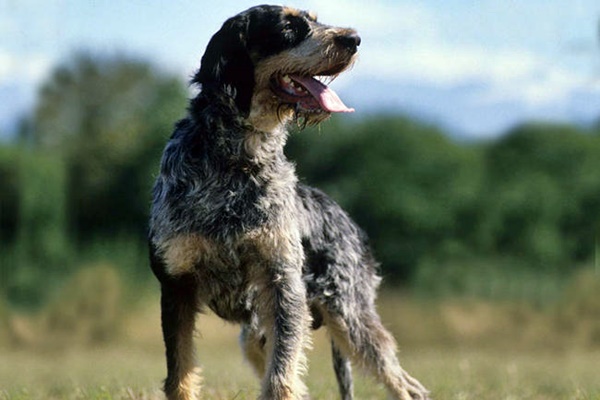 griffon bleu de gascogne