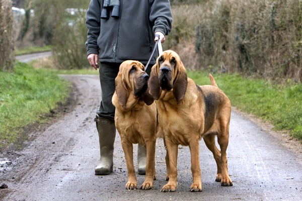 due esemplari di Chien de Saint-Hubert