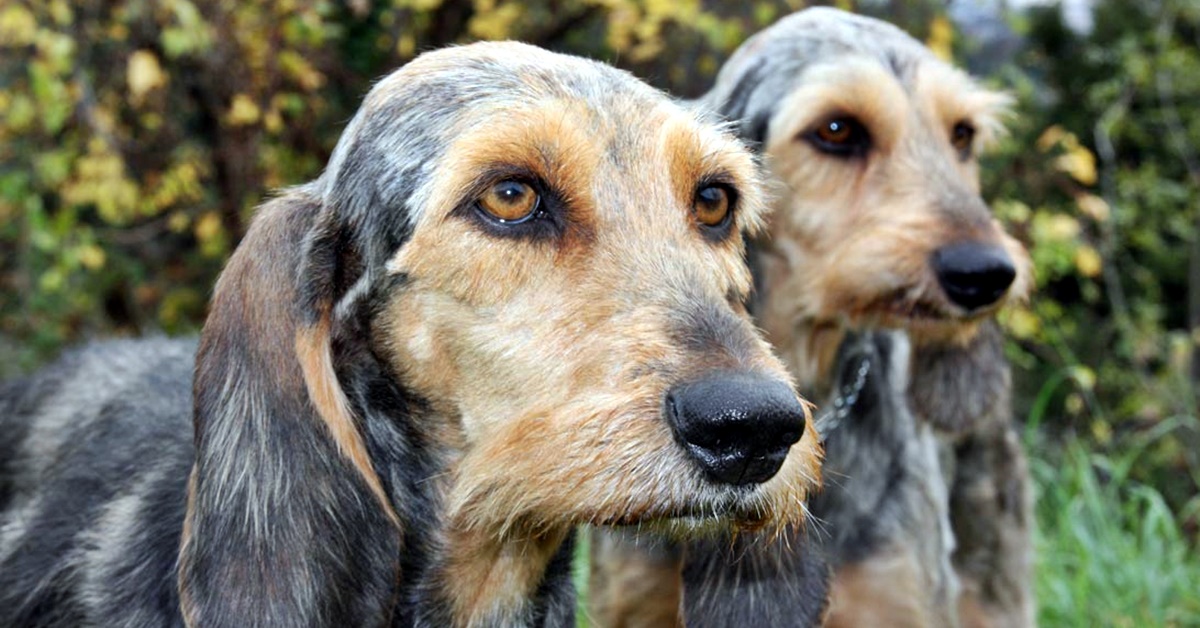 Cani da cinghiale: tutte le razze migliori per questa attività venatoria