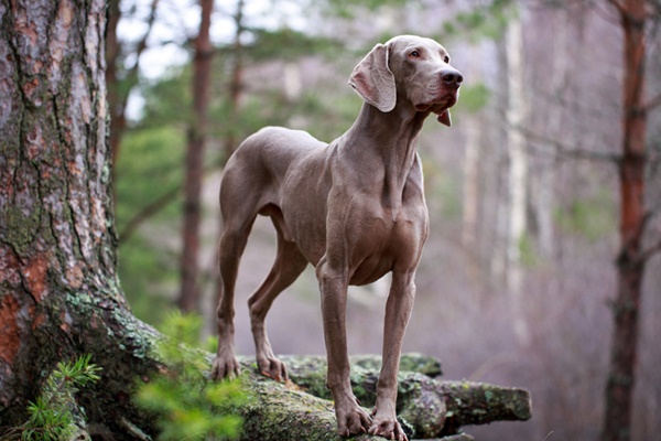 esemplare di weimaraner