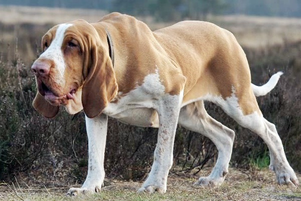 bracco italiano in ferma