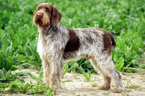 spinone italiano di colore bianco e marrone