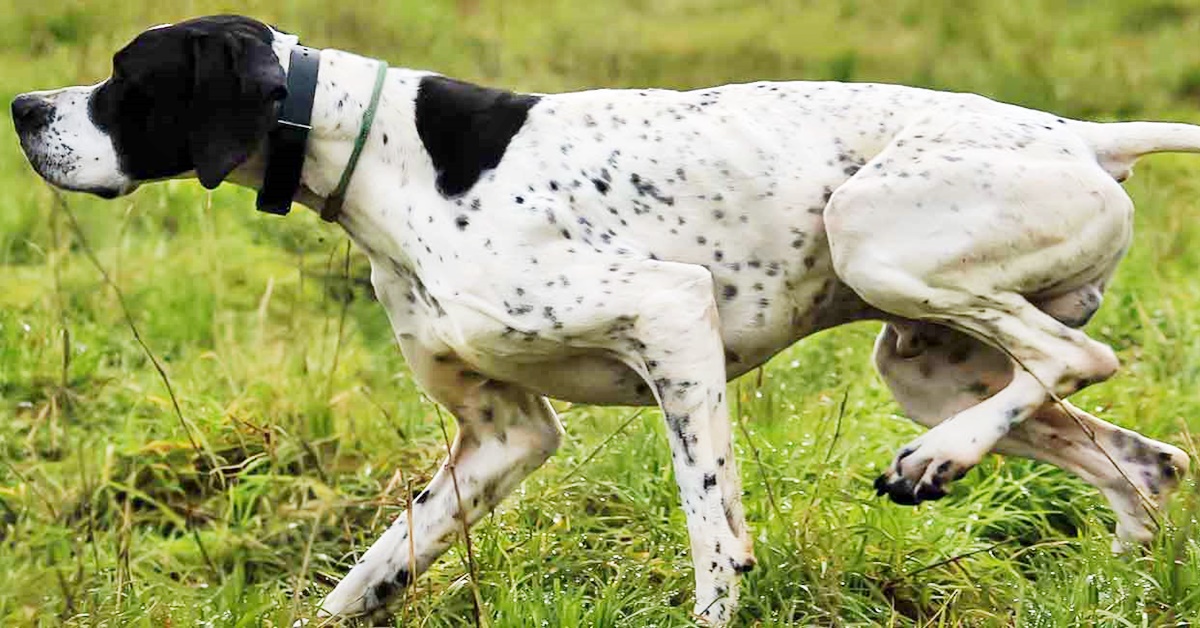 Cani da ferma, quali sono? Le razze migliori e le loro caratteristiche