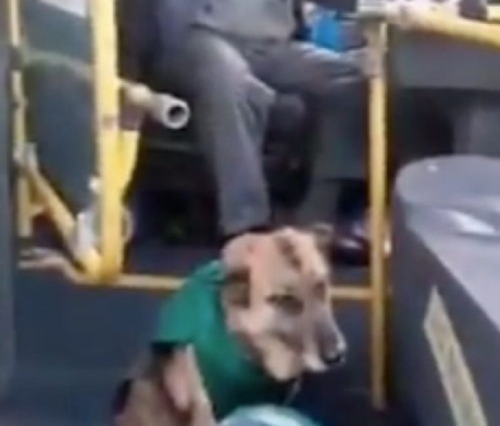 cani transantiago lavoro bus