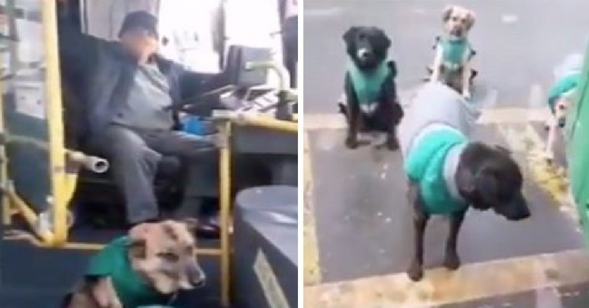 Cani salvati dalla strada vengono addestrati per lavorare sui bus (VIDEO)