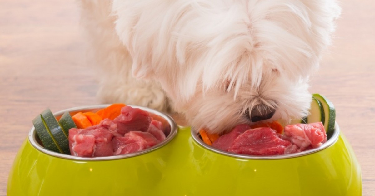 Cibi con vitamina k per cani: a cosa servono ed elenco completo