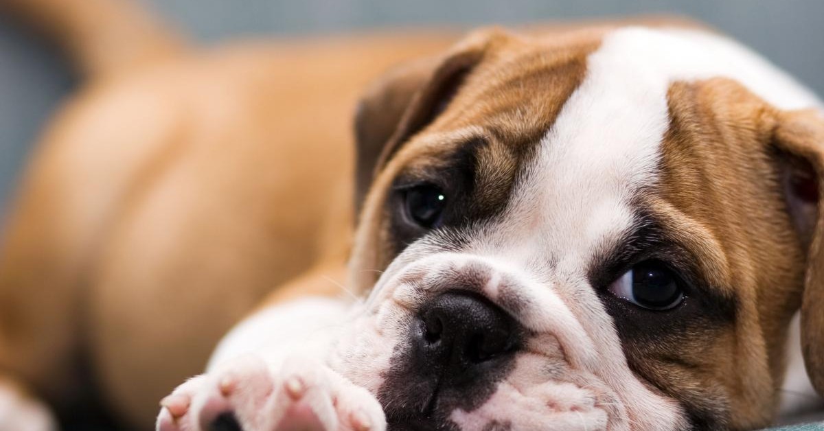 Cibi ipercalorici per cani: elenco completo di ciò che può fargli prendere peso