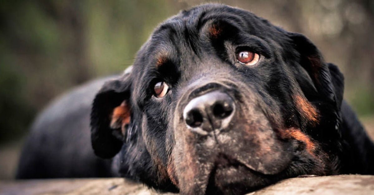 Cibi per cani cardiopatici: elenco completo di tutti quelli che possono aiutarli