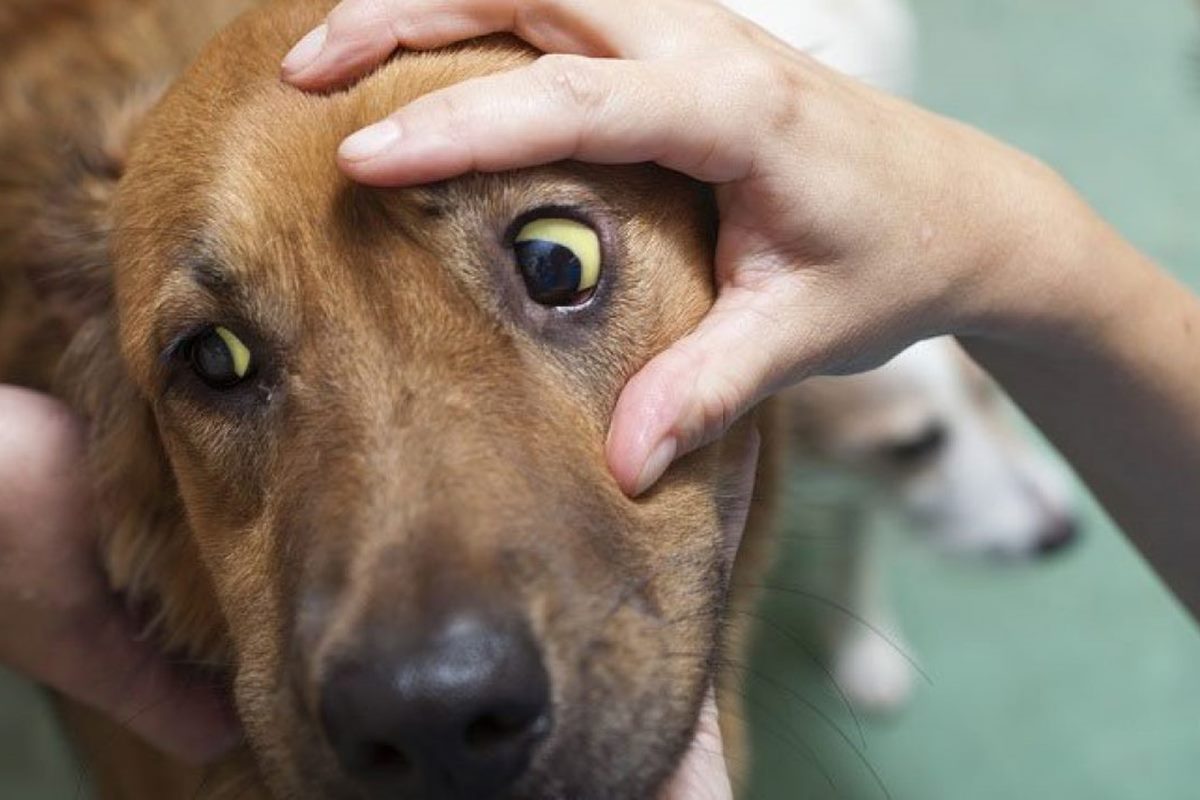 ittero nel cane