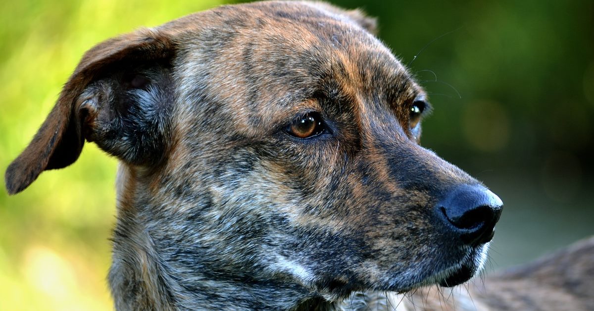 Cibi per cani con problemi al fegato, i migliori in assoluto