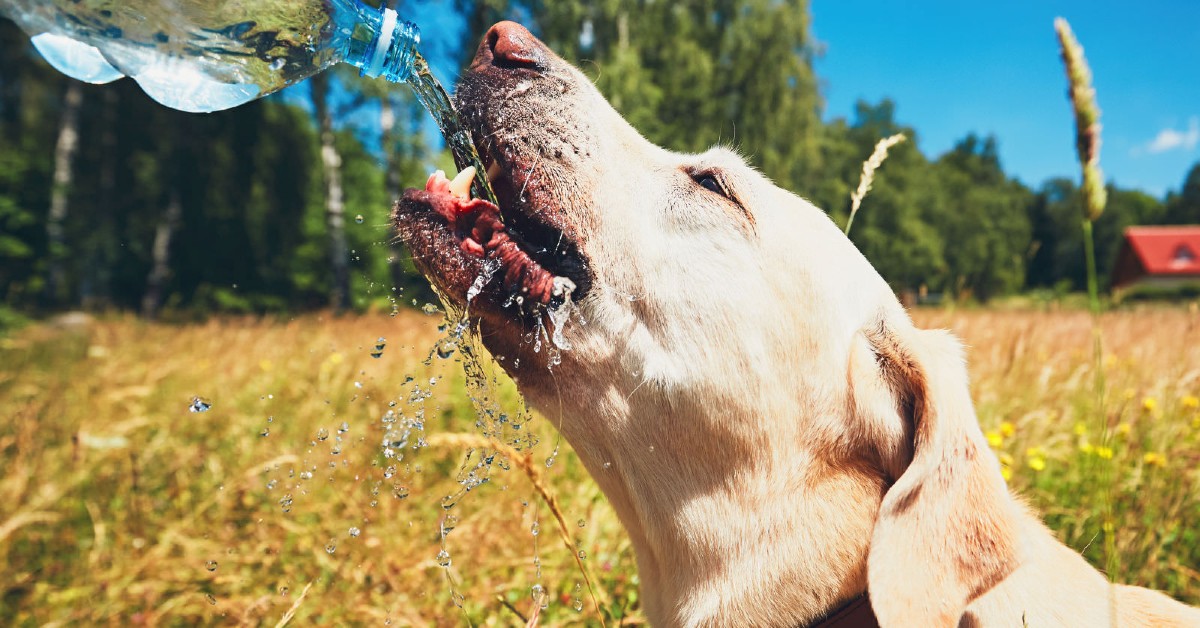 Cibi per cani stitici: un elenco completo di alimenti per il benessere di Fido