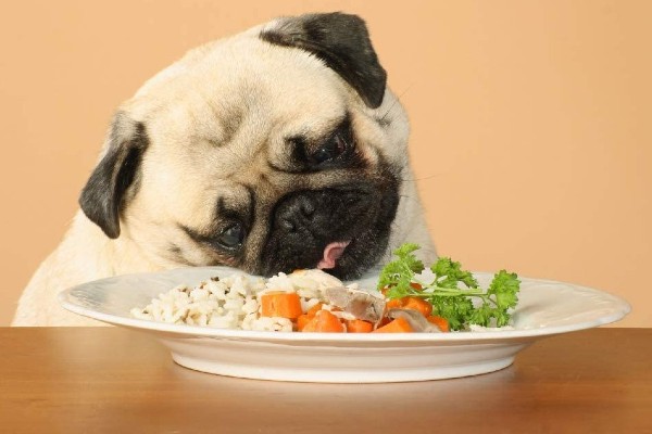 cane mangia il riso