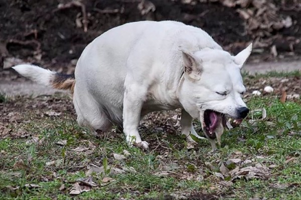 vomito verde nel cane