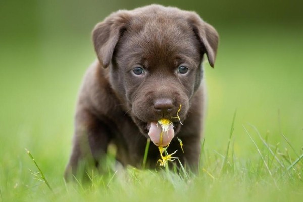 cucciolo che sta male