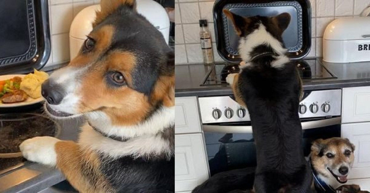 Corgi sfrutta l’aiuto di due Border Collie per arrivare agli avanzi (VIDEO)