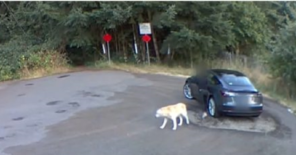 Pensa sia una passeggiata, in realtà il cane viene abbandonato (VIDEO)