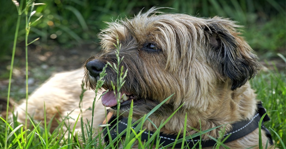 Cuccioli di Tibetan Terrier, tutto ciò che bisogna sapere ...