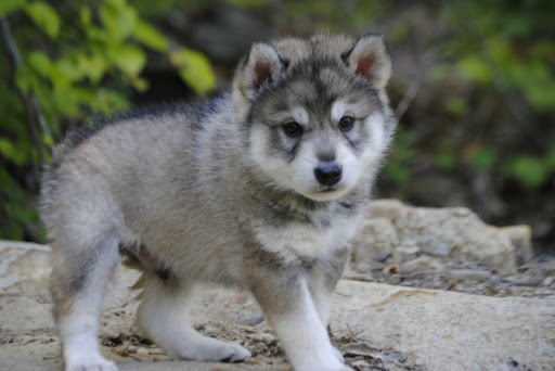 cuccioli di Tamaskan