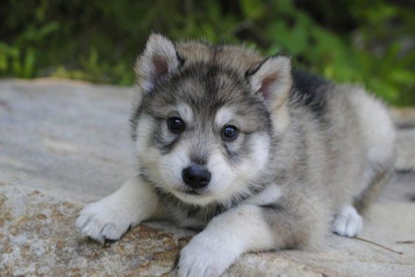 cuccioli di Tamaskan