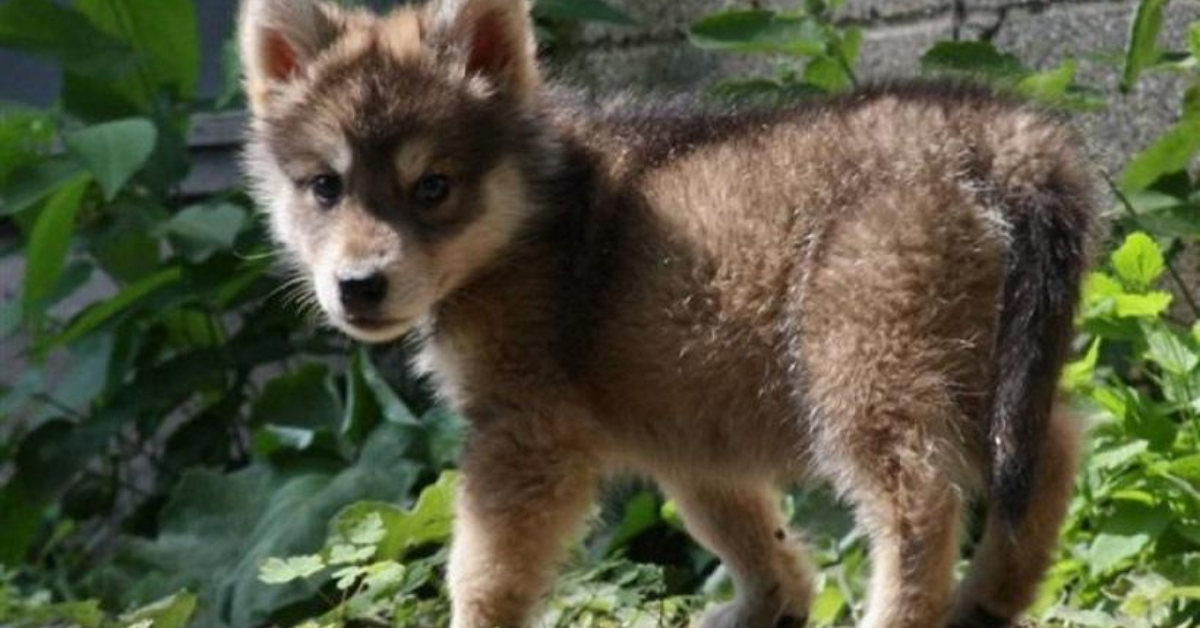 Cuccioli di Tamaskan: temperamento, particolarità e che cosa sapere