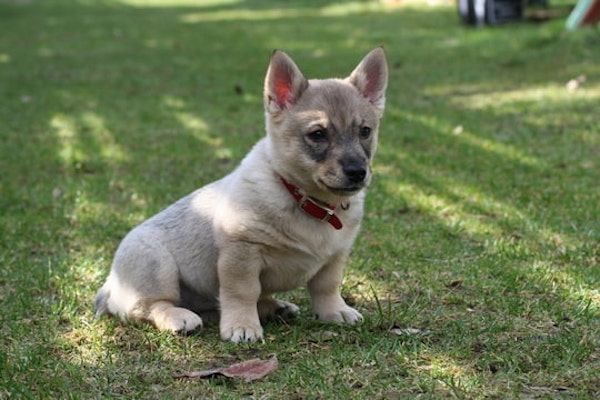 cuccioli di Västagöspets