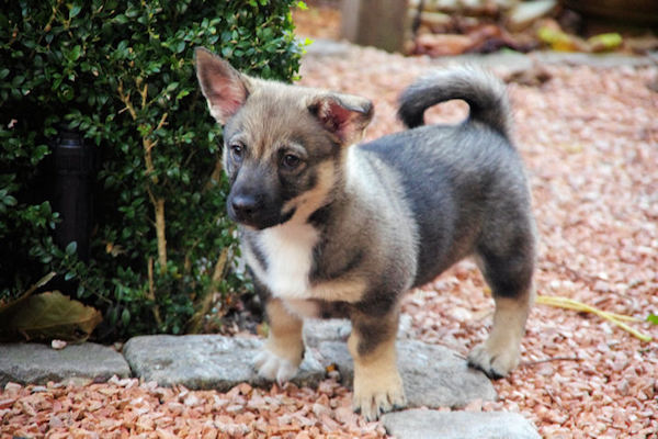 cuccioli di Västgötaspets