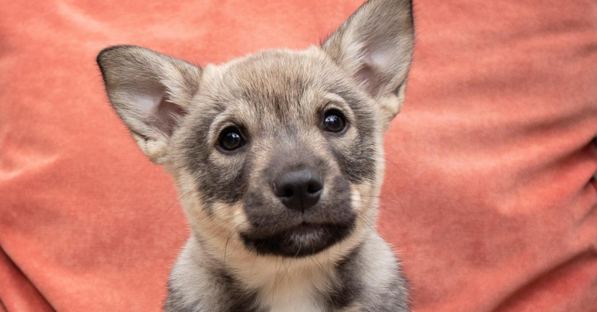 Cuccioli di Västgötaspets: caratteristiche, come educarli e come crescerli