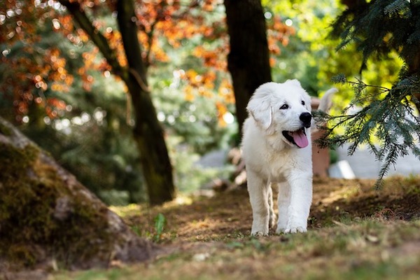 Cagnolino esplora il bosco