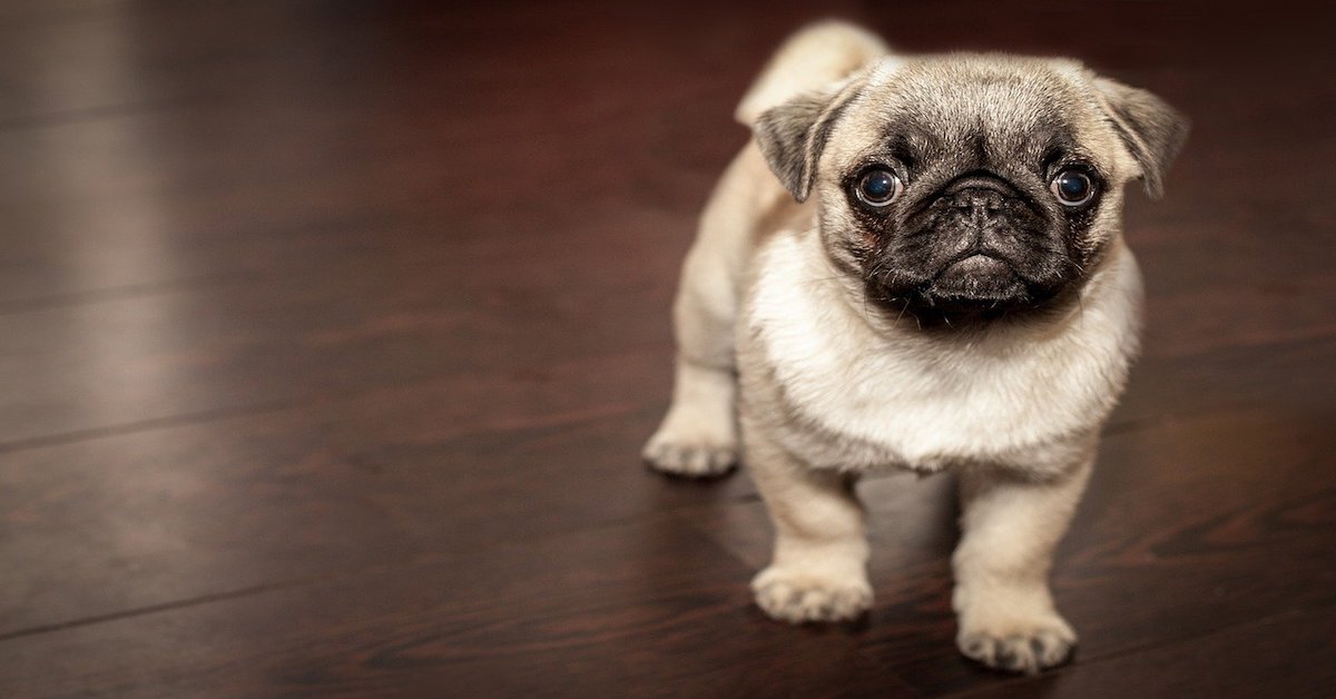 Cucciolo di cane, quando tagliare le unghie? Ecco cosa sapere