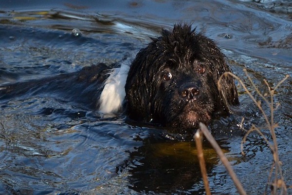 terranova in acqua 